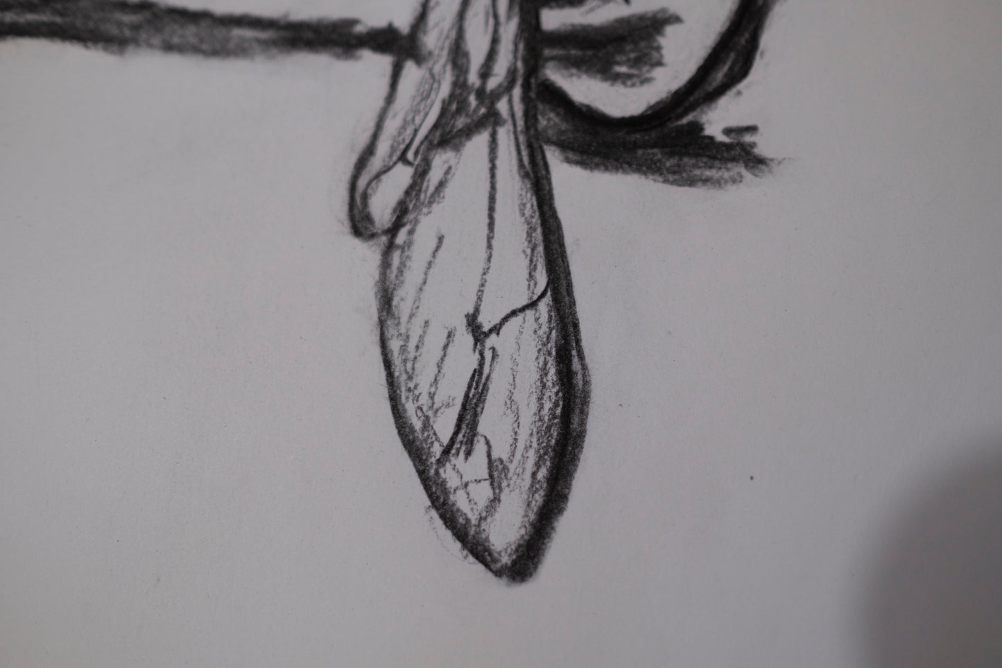 Dead bee sketch 01