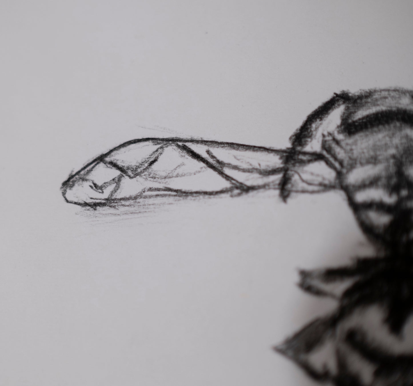 Dead bee sketch