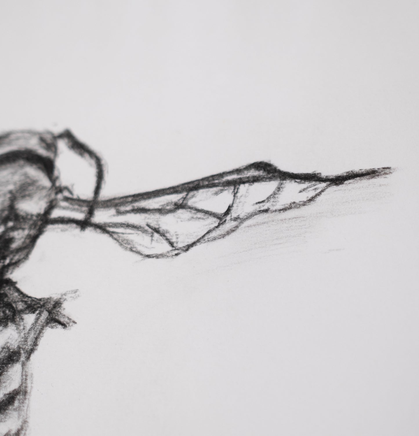 Dead bee sketch