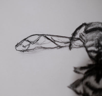 Dead bee sketch