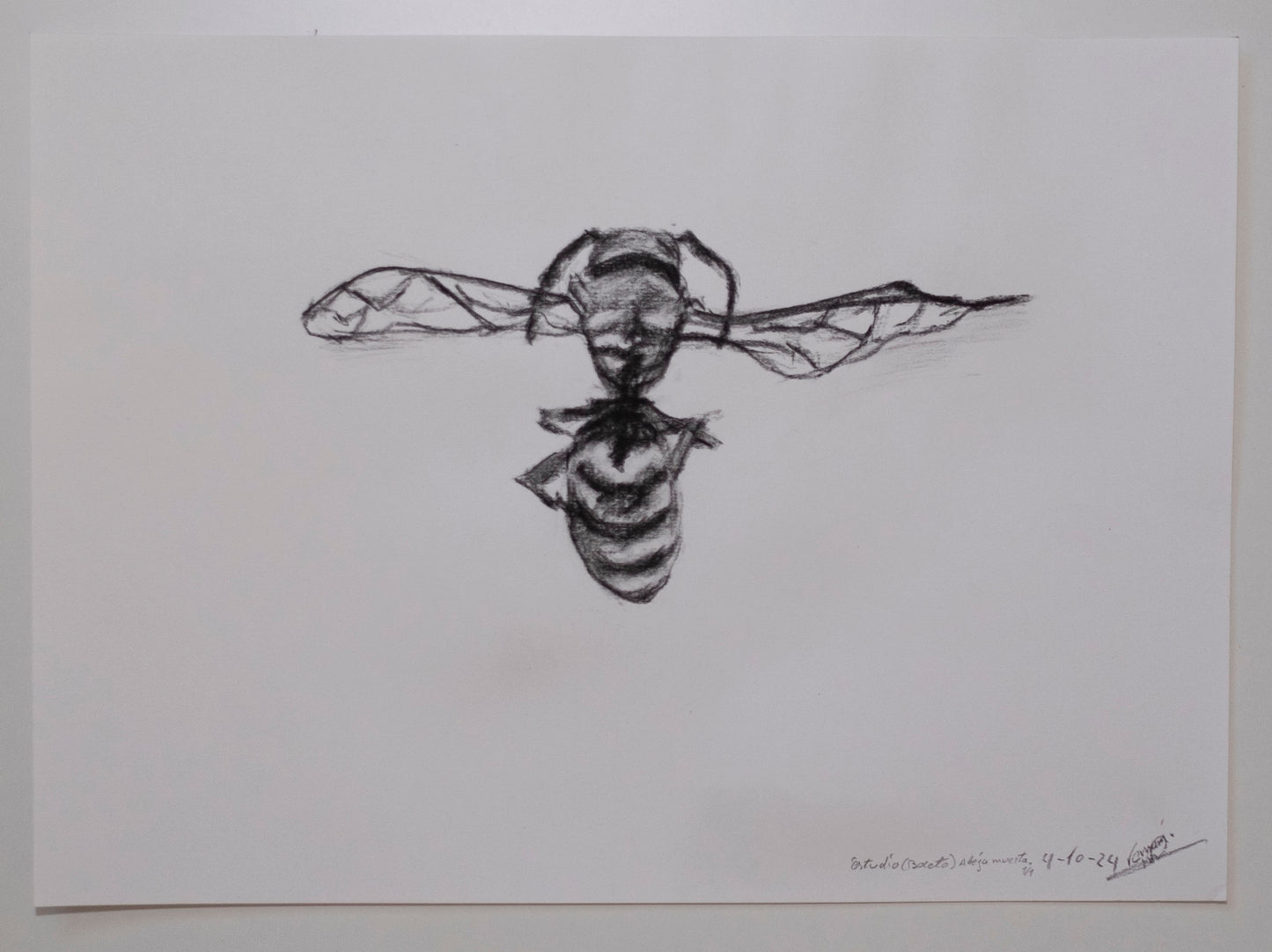 Dead bee sketch