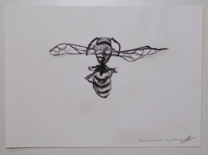 Dead bee sketch
