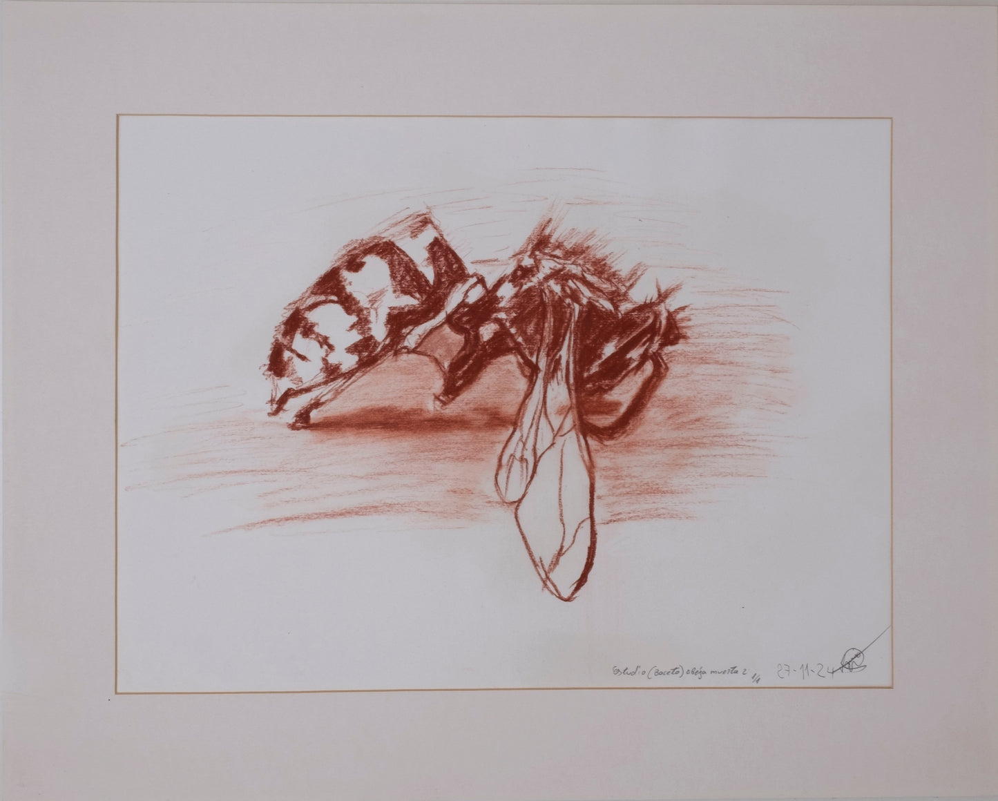 Dead bee sketch sanguina