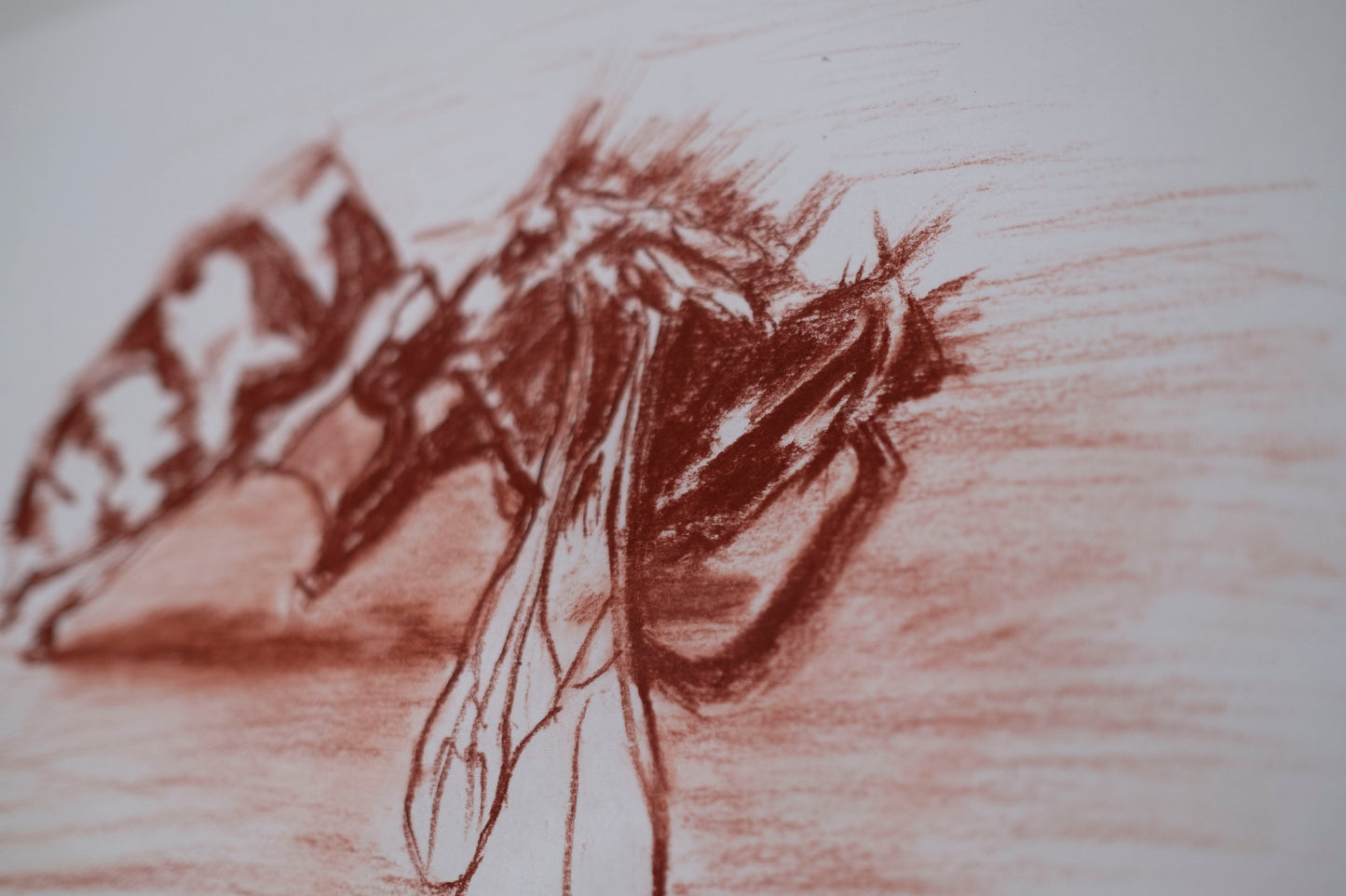 Dead bee sketch sanguina