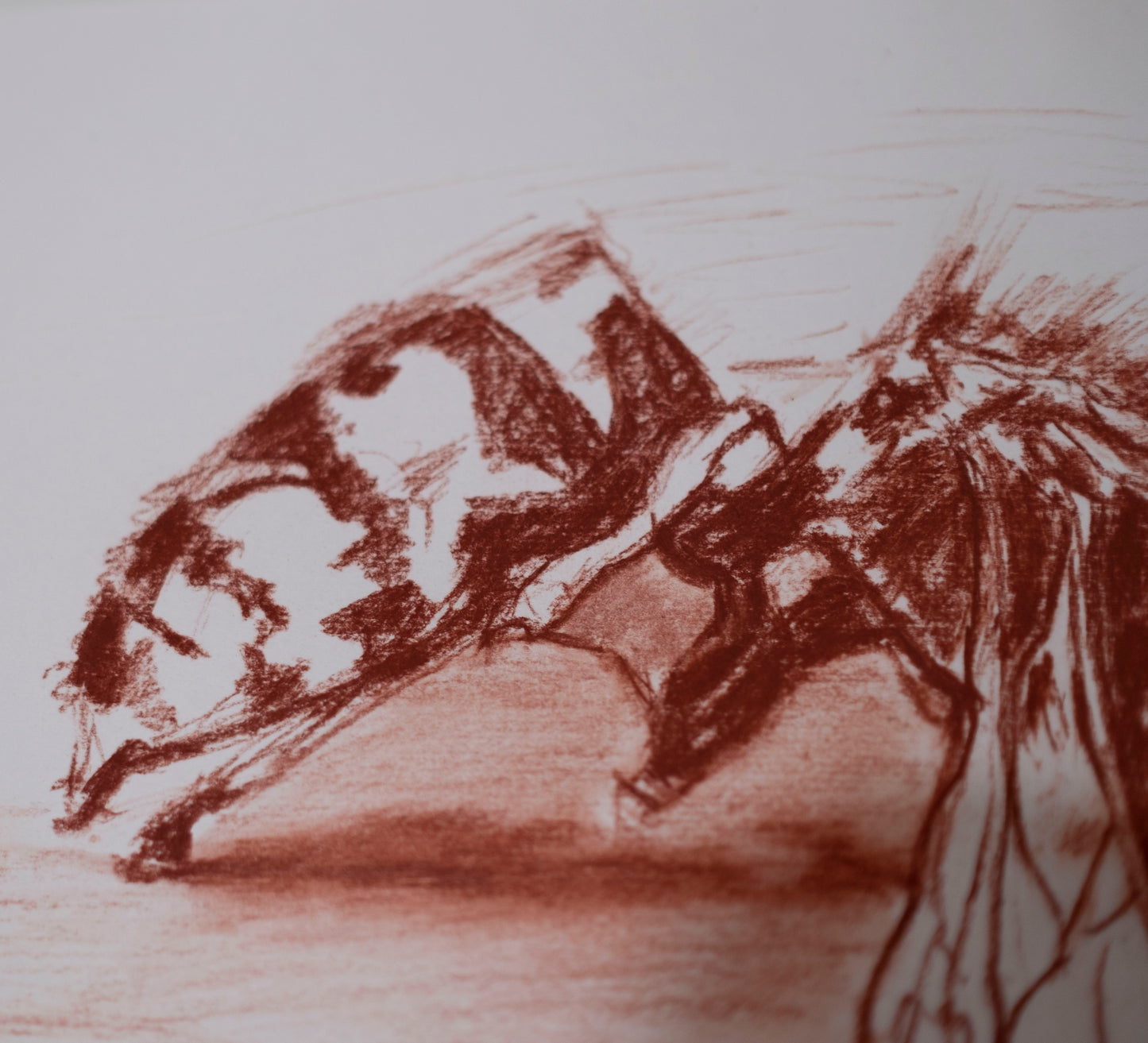Dead bee sketch sanguina